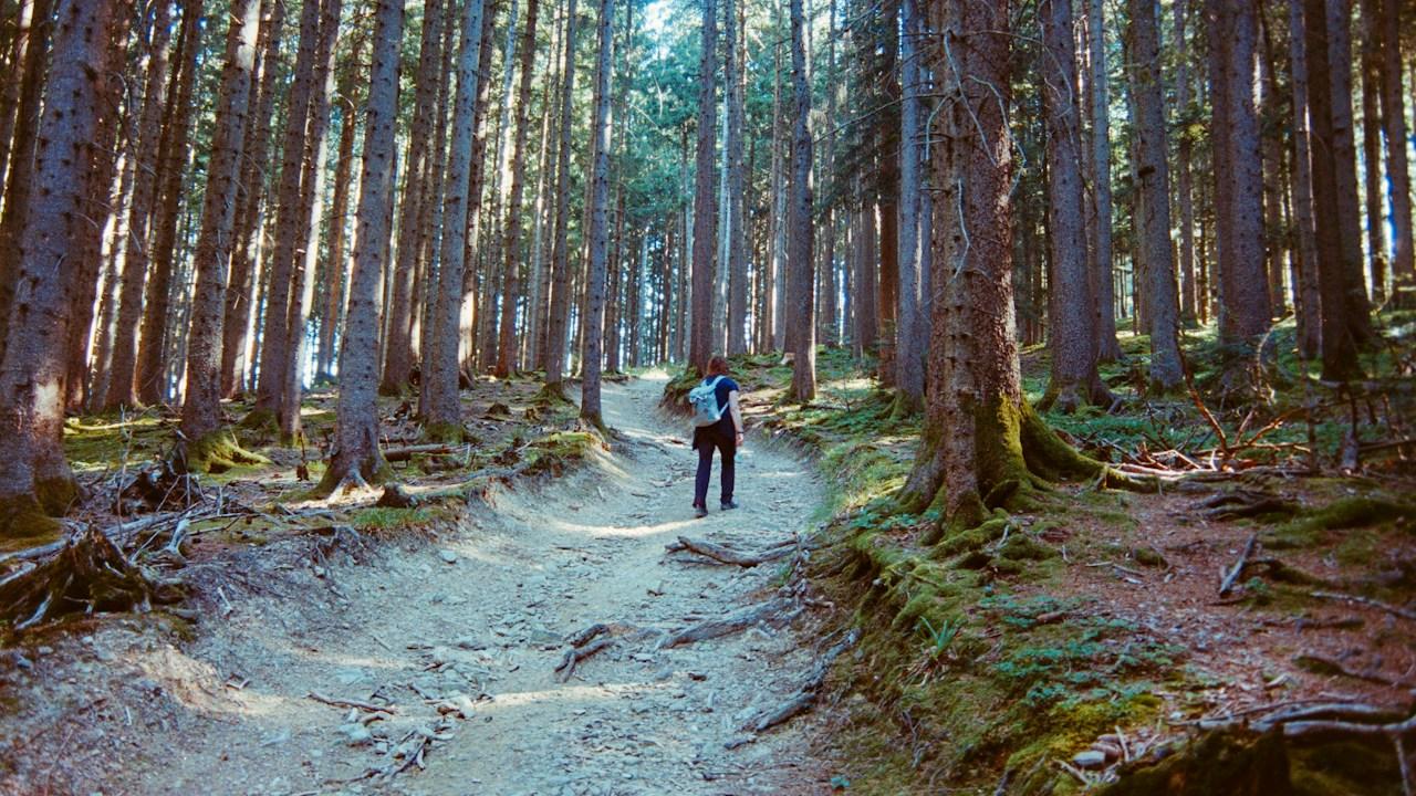 Walker at a fork in a woodland trail, a picture of choosing the best forex pairs for beginners