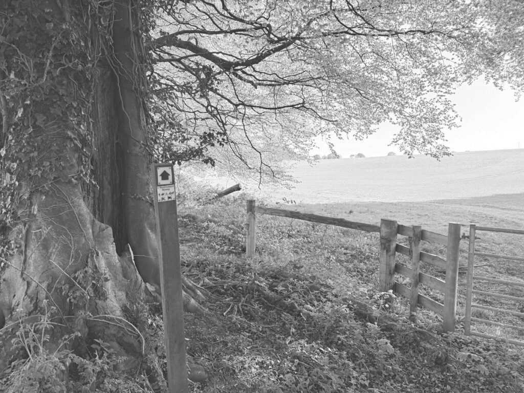 Hiker at a fork in two footpaths, like choosing whether to learn Market Profile or volume profile first