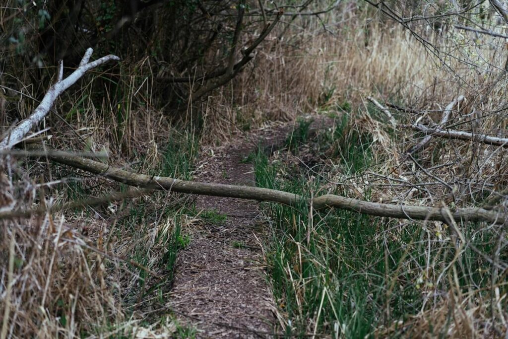 Fallen branch across a forest path, a picture of a broken trendline that may not mean the trend has ended